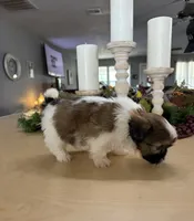 Charlie , a male Shih Tzu for sale in Exeter, MO – 9 of 9