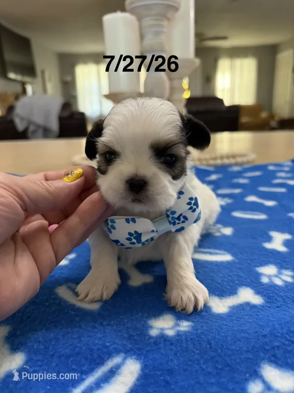 Lola’s girl #2– 4678 🦋💙🦋 – Shih Tzu puppy for sale in Exeter, MO