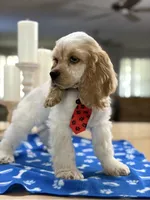 ‼️Toby. ‼️‼️Discount , a male Cocker Spaniel for sale in Exeter, MO – 5 of 10