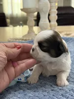 Lola’s girl #2– 4678 🦋💙🦋, a female Shih Tzu for sale in Exeter, MO – 3 of 10