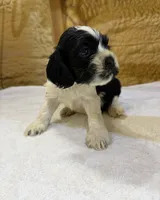 AKC PARTI # 4784, a female Cocker Spaniel for sale in Exeter, MO – 5 of 5