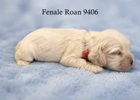AKC Paisley #9406 Red Roan , a female Cocker Spaniel for sale in Exeter, MO – 1 of 10