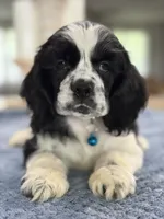 AKC PARTI  Boy❗️❗️ #4842❗️❗️, a male Cocker Spaniel for sale in Exeter, MO – 1 of 10