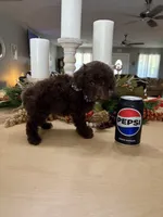 Snickers , a male Poodle - Miniature  for sale in Exeter, MO – 9 of 10