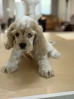 Toby, a male Cocker Spaniel for sale in Exeter, MO – 5 of 10