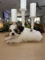 Chuck, a male Shih Tzu for sale in Exeter, MO – 9 of 10