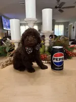 Snickers , a male Poodle - Miniature  for sale in Exeter, MO – 8 of 10