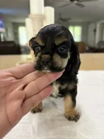 AKC Angles # 4781, a female Cocker Spaniel for sale in Exeter, MO – 5 of 7
