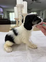 AKC Angles #4789, a male Cocker Spaniel for sale in Exeter, MO – 4 of 7