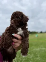Chocolate Girl white chest , a female Poodle - Miniature  for sale in Exeter, MO – 4 of 10