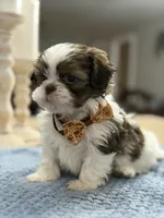 Lola’s boy #2.  4675 ⭐️⭐️⭐️, a male Shih Tzu for sale in Exeter, MO – 9 of 10