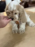 Toby, a male Cocker Spaniel for sale in Exeter, MO – 6 of 10