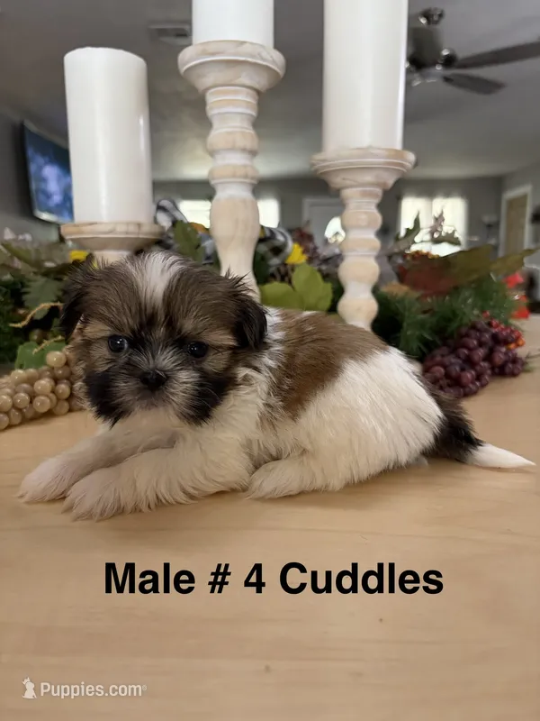 Cuddles – Shih Tzu puppy for sale in Exeter, MO