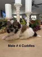 Cuddles, a male Shih Tzu for sale in Exeter, MO – 1 of 7