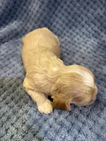 AKC Piper Buff #9399, a female Cocker Spaniel for sale in Exeter, MO – 9 of 10