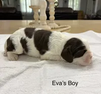 AKC Eva’s Boy, a male Cocker Spaniel for sale in Exeter, MO – 6 of 9