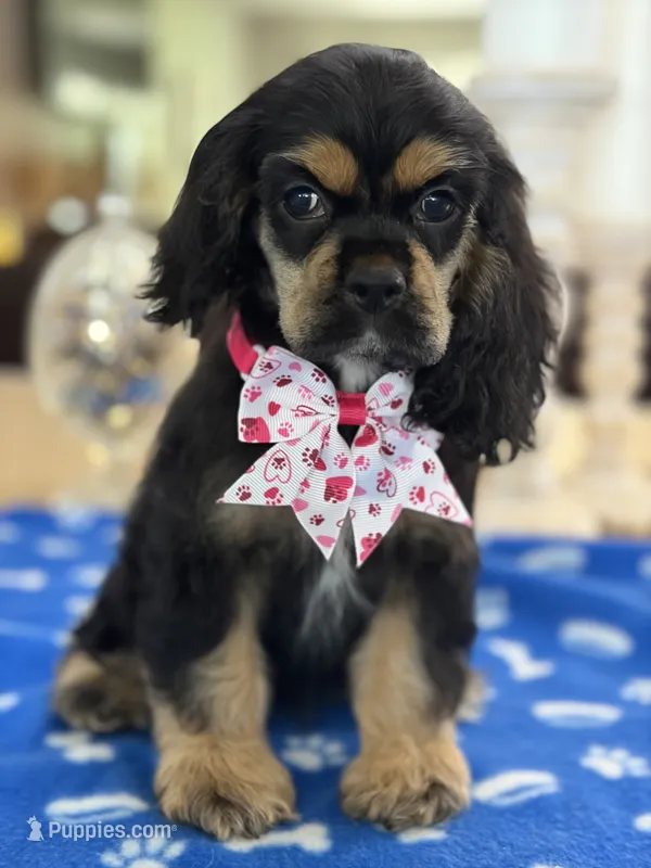 REDUCED ❗️❗️AKC Angles # 4781 – Cocker Spaniel puppy on hold in Exeter, MO