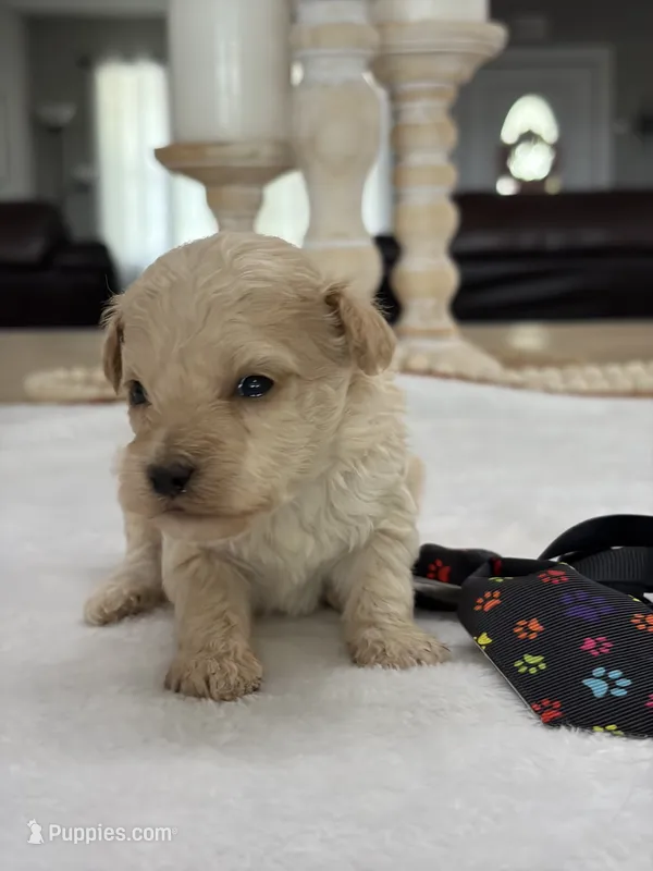 Kandys cream boy # 4672 – Poodle - Miniature  puppy for sale in Exeter, MO