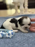 Lola’s girl #2– 4678 🦋💙🦋, a female Shih Tzu for sale in Exeter, MO – 2 of 10