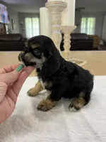 AKC Angles # 4781, a female Cocker Spaniel for sale in Exeter, MO – 3 of 7
