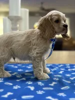 AKC Prince # 9402 Buff, a male Cocker Spaniel for sale in Exeter, MO – 7 of 10