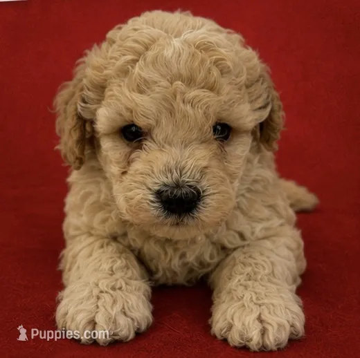 Silvys boy #1 – Poodle - Miniature  puppy for sale in Exeter, MO