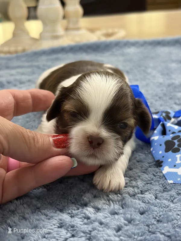 Lola’s boy #1.  4679 🧢 – Shih Tzu puppy for sale in Exeter, MO