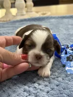 Lola’s boy #1.  4679 🧢, a male Shih Tzu for sale in Exeter, MO – 1 of 8