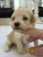 Kandys girl #4674, a female Poodle - Miniature  for sale in Exeter, MO – 6 of 10