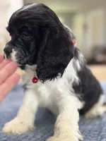 AKC. #4840 Boy, a male Cocker Spaniel for sale in Exeter, MO – 1 of 10