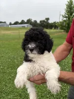 Black and white boy #2, a male Poodle - Miniature  for sale in Exeter, MO – 4 of 8