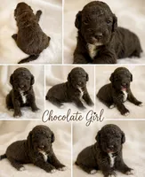 Chocolate Girl white chest , a female Poodle - Miniature  for sale in Exeter, MO – 2 of 2