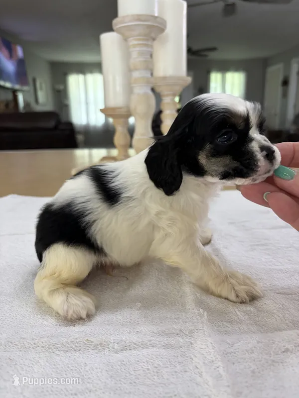 AKC Angles #4789 – Cocker Spaniel puppy for sale in Exeter, MO