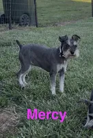 Mercy’s girl #1. AKC, a female Miniature Schnauzer for sale in Exeter, MO – 10 of 10