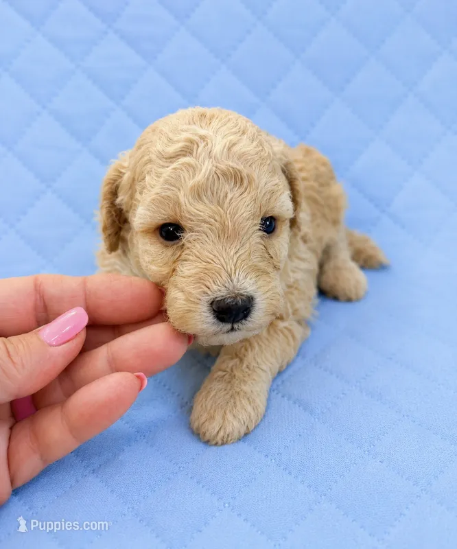 Silvys boy #1 – Poodle - Miniature  puppy for sale in Exeter, MO