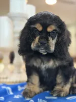 AKC BLACK AND TAN# 4843, a female Cocker Spaniel for sale in Exeter, MO – 7 of 9