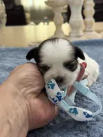 Lola’s girl #2– 4678 🦋💙🦋, a female Shih Tzu for sale in Exeter, MO – 6 of 10