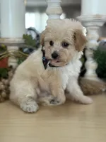 Kandys cream boy # 4672, a male Poodle - Miniature  for sale in Exeter, MO – 5 of 9