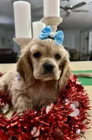 processed/d3f4dbf1-1047-48e8-b41c-dc33f195e145/listing/1653370d-9ccd-47a1-9903-b452eebaa666/27dbaf03-4794-4131-942e-f9fa4b230767