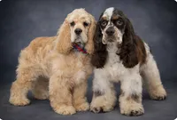 processed/d3f4dbf1-1047-48e8-b41c-dc33f195e145/listing/1653370d-9ccd-47a1-9903-b452eebaa666/91547c65-ad23-48c7-ab02-d4fd9bbe181f