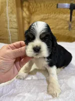 AKC TRI # 4847, a female Cocker Spaniel for sale in Exeter, MO – 3 of 4