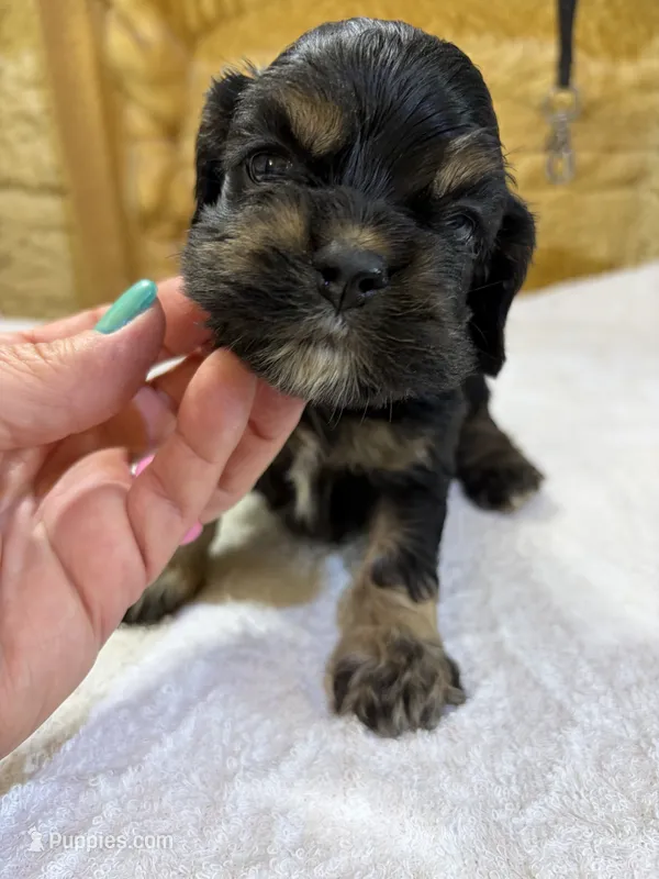 AKC BLACK AND TAN# 4843 – Cocker Spaniel puppy for sale in Exeter, MO