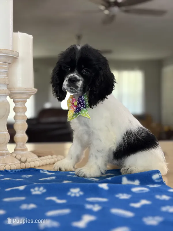 AKC Angles Girl # 4782 – Cocker Spaniel puppy for sale in Exeter, MO