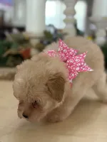 Kandys girl # 4671, a female Poodle - Miniature  for sale in Exeter, MO – 7 of 10
