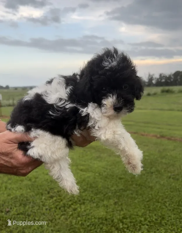Silvys girl#1 – Poodle - Miniature  puppy for sale in Exeter, MO