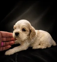 AKC Parker # 9405 Red Roan, a male Cocker Spaniel for sale in Exeter, MO – 3 of 10