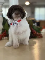 Kandys chocolate and white male, a male Poodle - Miniature  for sale in Exeter, MO – 7 of 10