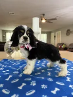AKC TRI Girl # 4847, a female Cocker Spaniel for sale in Exeter, MO – 2 of 10