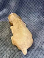 AKC Piper Buff #9399, a female Cocker Spaniel for sale in Exeter, MO – 10 of 10