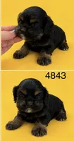 AKC BLACK AND TAN# 4843, a female Cocker Spaniel for sale in Exeter, MO – 2 of 6
